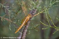 Crocothemis erythraea