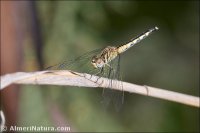 Diplacodes lefebvrii