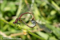 Pyrrhosoma nymphula