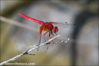 Trithemis kirbyi