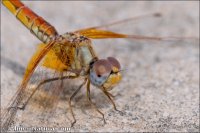 Trithemis kirbyi