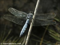 Orthetrum brunneum