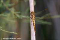 Orthetrum coerulescens