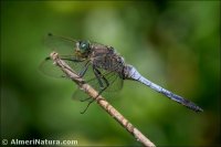 Orthetrum cancellatum