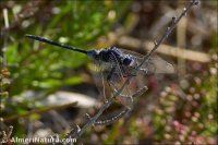 Orthetrum trinacria