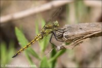 Orthetrum cancellatum