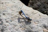 Orthetrum chrysostigma