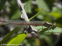 Pyrrhosoma nymphula