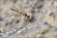 Trithemis annulata
