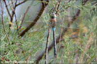 Anax parthenope