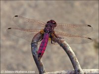 Trithemis annulata