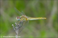 Sympetrum fonscolombii