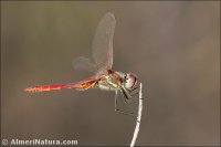 Sympetrum fonscolombii