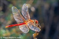 Sympetrum fonscolombii