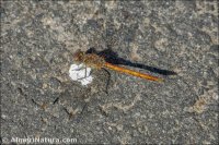 Sympetrum sinaiticum