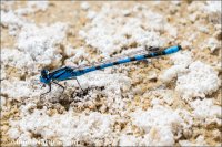 Enallagma cyathigerum