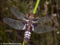 Libellula depressa