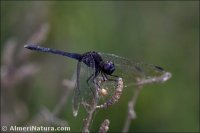 Diplacodes lefebvrii
