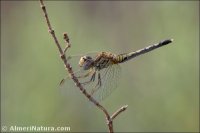Diplacodes lefebvrii