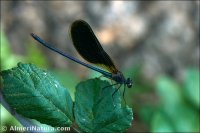 Calopteryx haemorrhoidalis