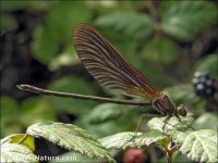 Calopteryx haemorrhoidalis