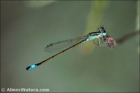 Ischnura graellsii