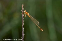 Isctnura graellsii