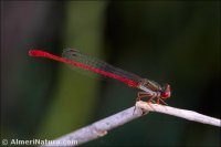Ceriagrion tennellum