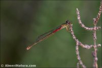 Ceriagrion tenellum