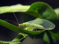 Chrysopidae sp.