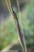 Creoleon lugdunensis