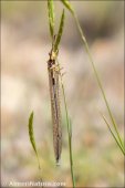 Macronemurus appendiculatus