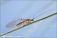 Italochrysa stigmatica