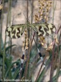 Nemoptera bipennis