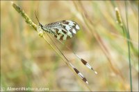 Nemoptera bipennis