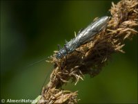 Isoperla sp.