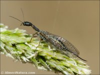 Fibla hesperica