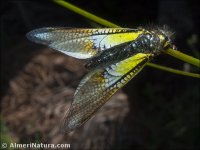 Libelloides baeticus