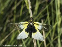 Libelloides baeticus