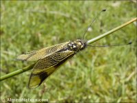 Libelloides longicornis
