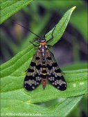 Panorpa sp.