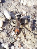 Podalonia hirsuta