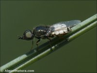 Nemotelus sp.
