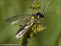 Tenthredo mesomelas
