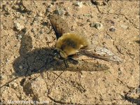 Bombylius sp.