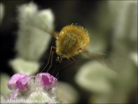 Bombyliidae