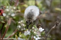 Bombilidae