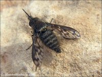 Conophorus sp.