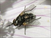 Usia sp.