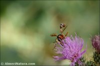 Physocephala vittata